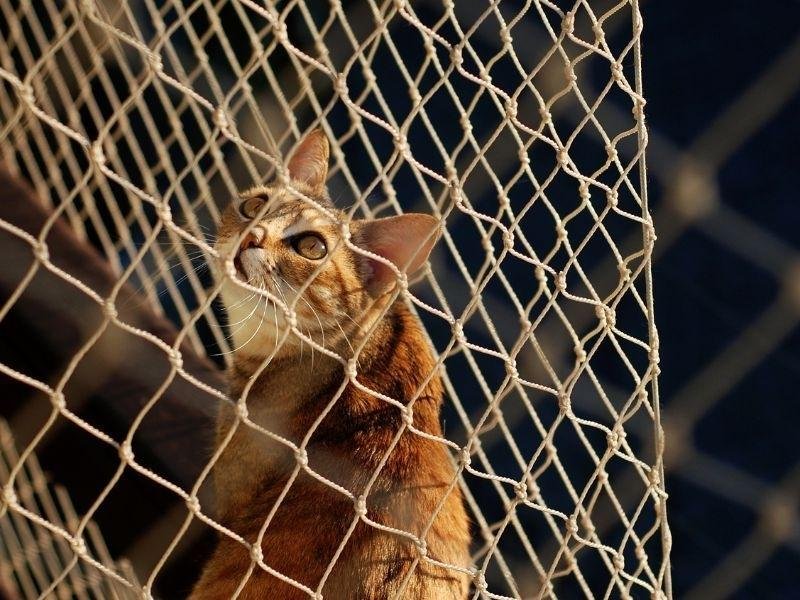 Telas de proteção para Gatos em Santos