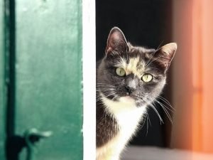 Redes de segurança para Apartamentos em Santos