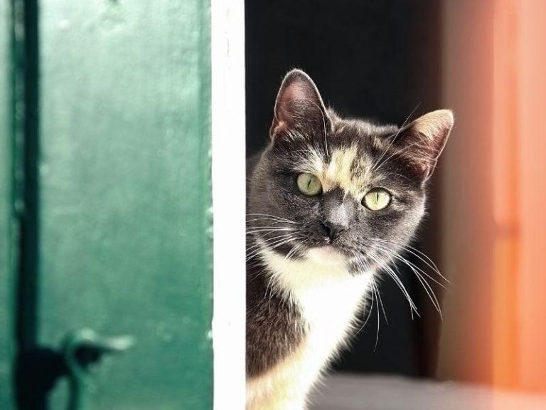 Redes de segurança para Apartamentos em Santos