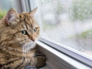 Redes de proteção para pets em Santos