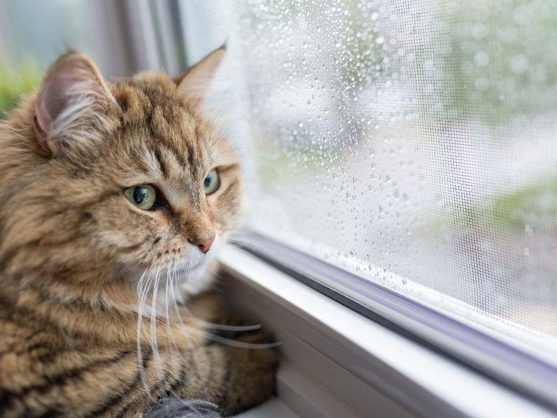 Redes de proteção para pets em Santos