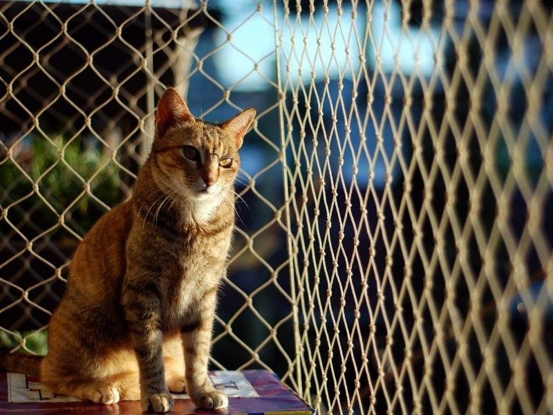 Tela de Proteção para Gatos em Praia Grande SP Tela de Proteção para Gatos em Praia Grande SP