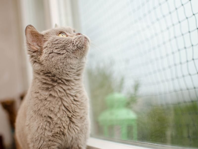 Tela de Proteção para Gatos em Santos Tela de Proteção para Gatos em Santos